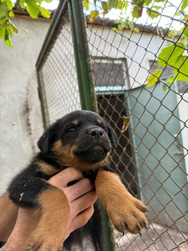 İtlər: Rotveyler, 2 ay, Dişi, Peyvəndli, Ünvandan götürmə — 2