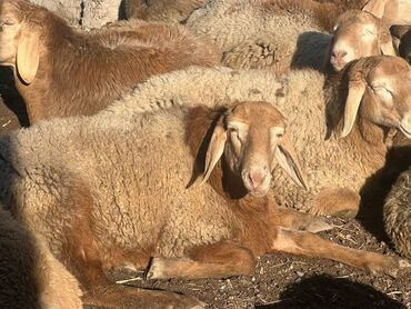 Бараны, овцы: Продаю | Овца (самка) | Для разведения | Племенные — 5