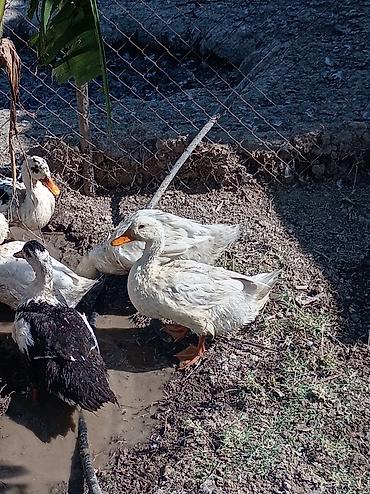 brama toyuqlari satisi: Ağ pekin ördekleri satılır 10azn Əsil ətlikdirlər Sort ördeyler — 1