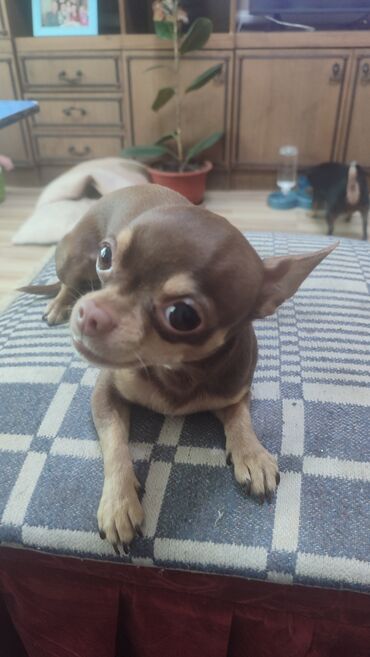 Вязка собак: Вязка. Предлагается для вязки, то есть для любовных встреч — 9