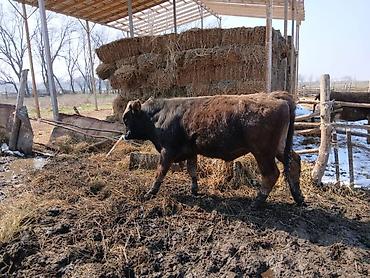 Коровы, быки: Продаю | Бык (самец) | На откорм | Племенные — 2