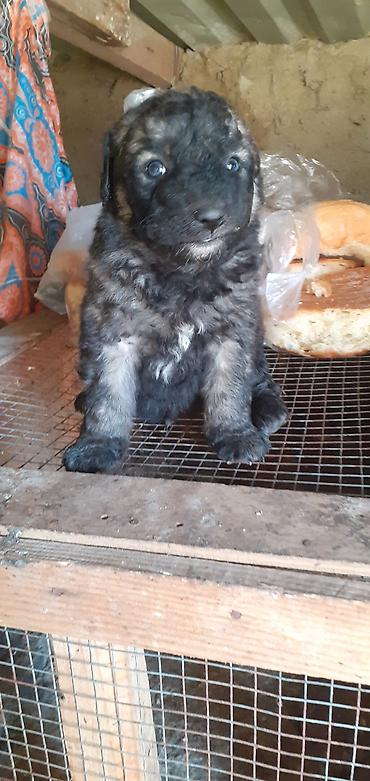 İtlər: Alman çoban iti, 1 ay — 10