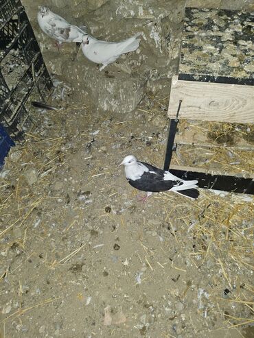 Göyərçinlər: Müxtəlif rənglərdə iki göyərçin təklif olunur. Biri gənc, qəhvəyi, boz — 8