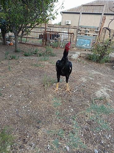 Голуби: Heyrati bece normal saglam cins heyvandi masallah — 5