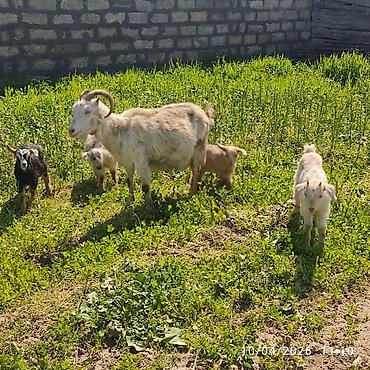 Keçilər, çəpişlər: - Ana bala keçi dort balasi var üçü erkey biri disididi cins heyvandi — 5