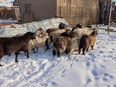 Козы, козлы: Продаю | Коза (самка), Козёл (самец), Козлёнок | Полукровка, Нубийская, Битал | На забой, Для разведения | Племенные, Осеменитель — 14