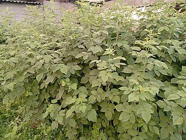 Продажа коттеджей и домов: ПРОДАЮ ДОМ! В городе Кара-Балта. Не большой но уютный дом. В доме — 13