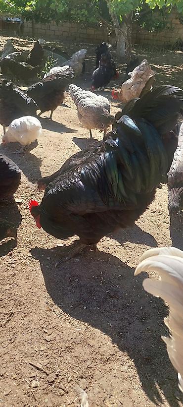 Toyuqlar: Toyuq, Australorp, Damazlıq — 3