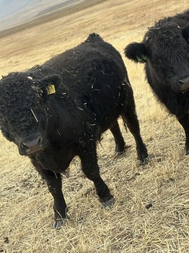 домик для собака: Продаю | Тёлка | Ангус | На откорм