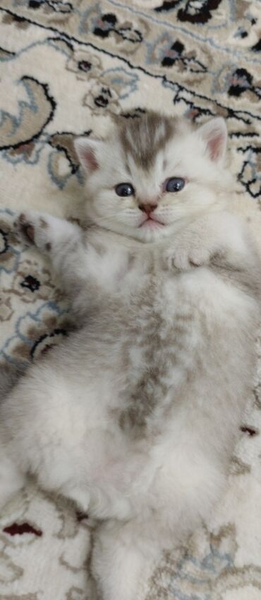 лысый кот сфинкс: Готовы к брони шотландские вислоухие необыкновенным окрасом котята
