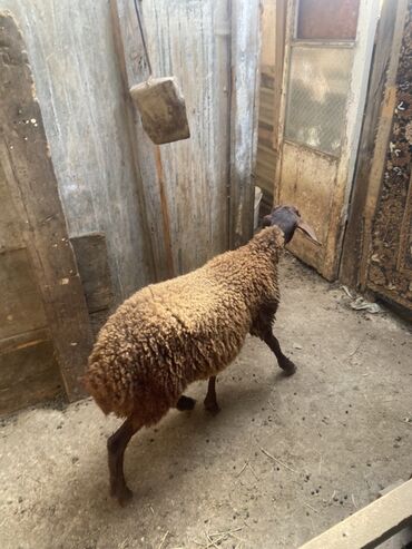 simmental ineklerin satisi: Super temiz erkek quzu