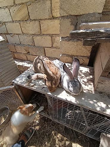 akvarium satisi: Rizien dovşan balaları ve hazır dovşanlar satilir.unvan Sumqayıt — 4
