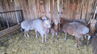 зоомагазин бишкек птицы: Продаю | Овца (самка) | Для разведения | Осеменитель