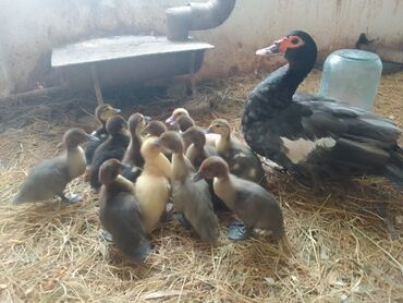 Ördəklər: Lal ördek balaları 1 ana 13 bala 3 heftelikdiler aqır çekili rengleri — 3