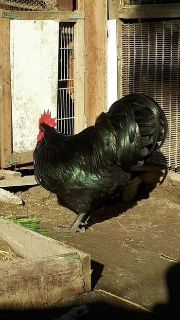 Toyuqlar: Toyuq, Australorp, Damazlıq