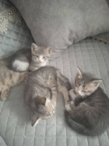 британец золотая шиншилла цена: Кошка даром: Беспородная, 2 месяца, Мальчик, Приучена к лотку, Проглистована