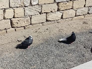 yuxuda qaz balalari gormek: Cüt nikalay hazır cutduler Maya paqonnu cil Erkey ağ quyrug — 2