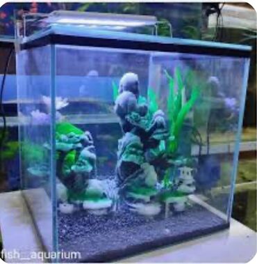 аквариум: Возмем даром Аквариум или за символическую цену для детей!Может у