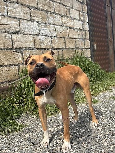 İtlər: Pitbul, 1 il, Erkek — 6
