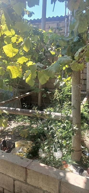 киндер осд в баку: Su cəni satılır çox qalın stekası var ayaqları ilə birlikdədə satılır — 2