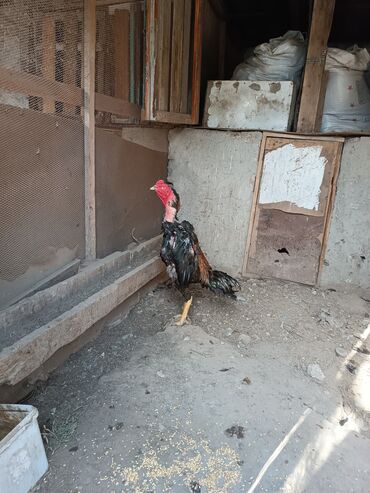 Xoruzlar: Heyratilar satilir tergidirem deye ne heyvanim var hamsini satiram her -da lalafo.az — 3 Xoruzlar: Heyratilar satilir tergidirem deye ne heyvanim var hamsini satiram her — 3