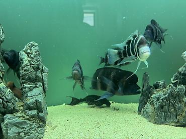 akvariyum: Məhsul: Akvaryum üçün Afrika siklidləri – Frontosa (Cyphotilapia — 6