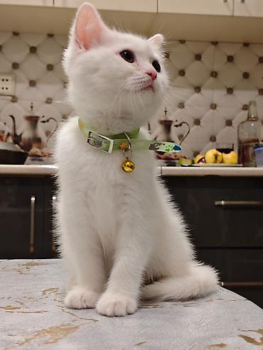 Pişiklər: Britan, Erkək, Dişi, Yaxşı əllərə, Ünvandan götürmə, Pulsuz çatdırılma, Ödənişli çatdırılma — 8