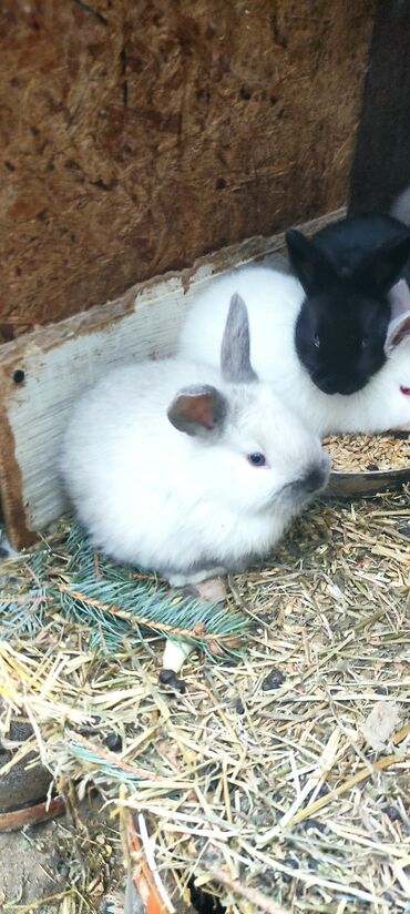 Кролики: Продаю | Крольчата | Калифорнийская, Новозеландская, НЗК | Для разведения — 8