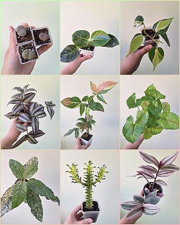🌿 Комнатные растения/цветы (детки/молодые растения). 🪴 Названия и цены