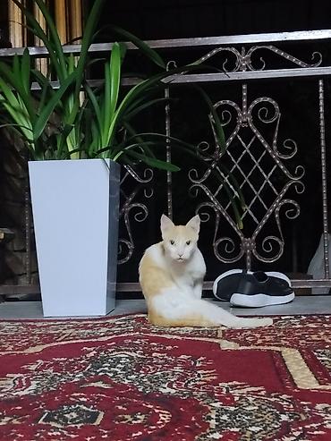 Продажа кошек: Домашние котята Описание: - Оба котёнка с короткой шерстью — 3