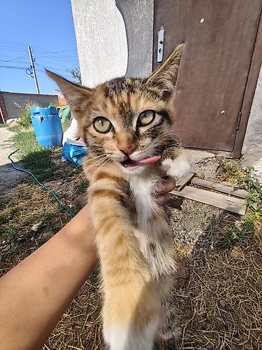 Мышыктар: Котята – домашние мурлыки и маленькие охотники - Возраст: примерно — 4