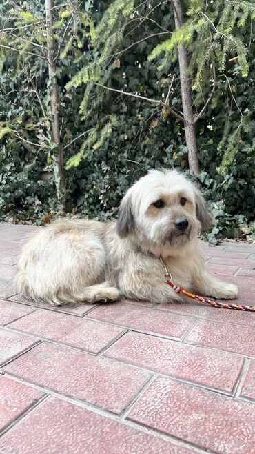 Отдам даром собаку: Собака даром: Дворняжка, 2 года, Самец, С прививкой — 9