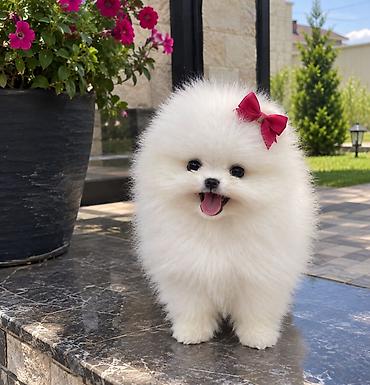 pomeranian spitz satilir: Şpitz, 2 ay, Sənədli — 1