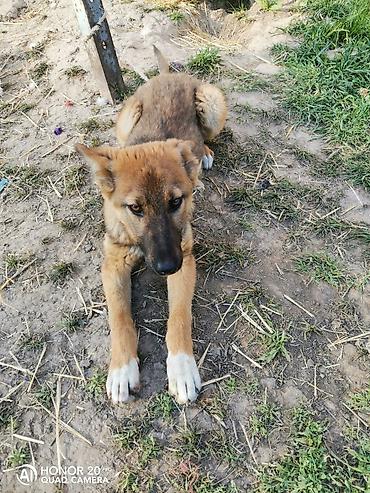 Продажа собак: Овчарка, 5 месяцев, Самка — 2