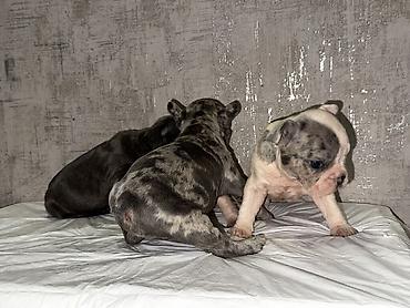 İtlər: Amerikan buldoqu, 1 ay, Peyvəndli, Ödənişli çatdırılma — 17