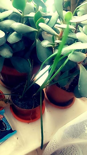 Отдам даром: Цветы от 50 сом и выше — 3