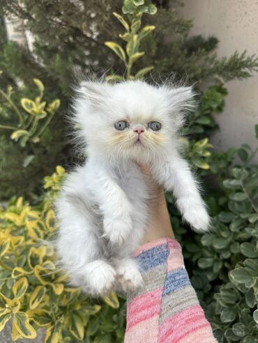 Pişiklər: Fars -da lalafo.az — 7 Pişiklər: Fars — 7