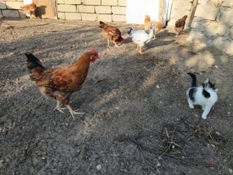 dana qiyməti xacmaz: Toyuq, Ətlik, Ünvandan götürmə