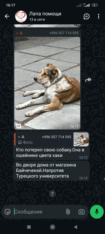 домик для собаки уличный: Ит бекер берилет: 7 айлык, Эркек