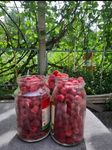 форель оптом: Малина Чекене, Өзү алып кетүү