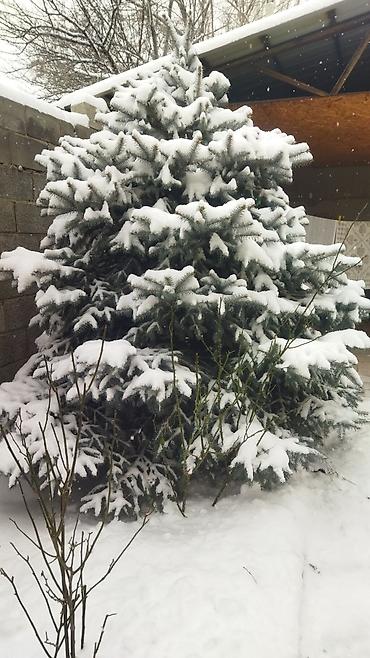 Ель: Ель голубая (Picea pungens), выращенная на участке. Описание: - — 6