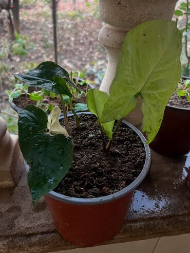 Otaq bitkiləri: Her biri ucuz kimete Gencededi catirma var size yaxin yere ancag — 46