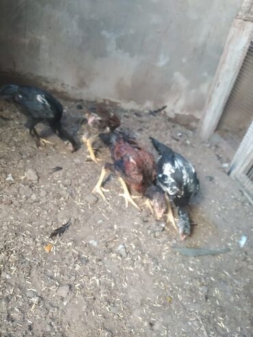 2 aylıq biri 15 m
