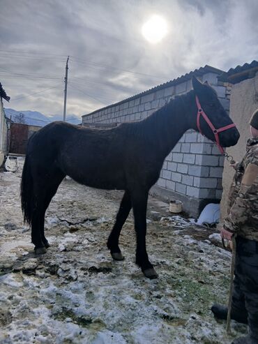 Лошади, кони: Продаю | Жеребец | Рабочий — 11
