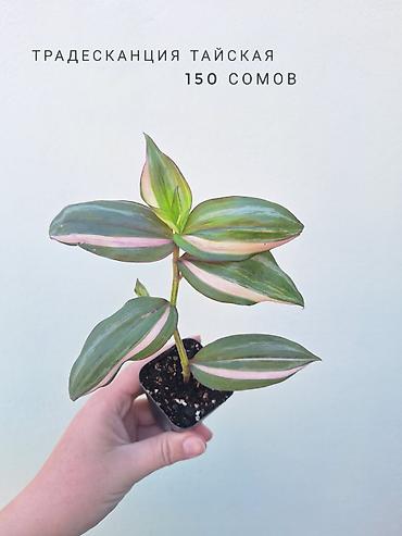 растения комнатные: 💚 Комнатные растения (детки/молодые растения). 🪴 Названия и цены — 3