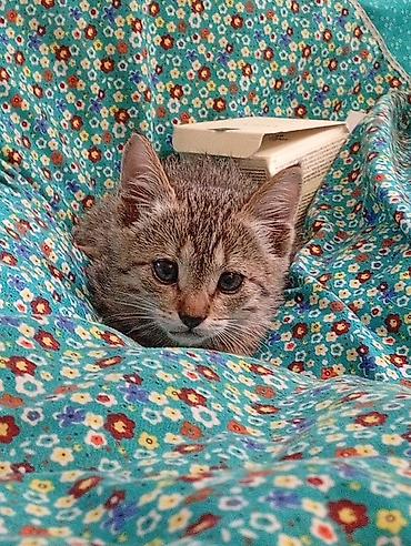 серая кошка: Беспородная, 1 месяц, Мальчик, Серый, Приучена к лотку — 2