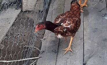 toyuq satisi: Heyrati toyuq