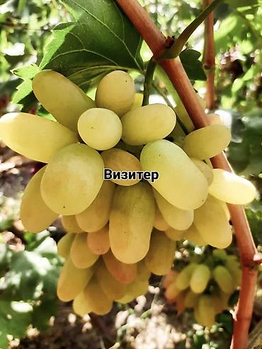 Виноград: НОВИНКИ СЕЛЕКЦИИ ВИНОГРАДА ПРЕМИАЛЬНОГО УРОВНЯ ! ДОМАШНИЙ СЛАДКИЙ — 7