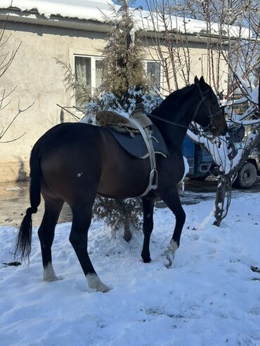 Лошади, кони: Продаю | Конь (самец) | Рабочий — 5