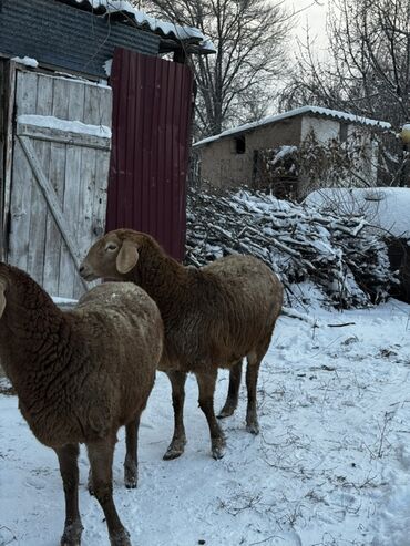 Бараны, овцы: Продаю | Овца (самка), Баран (самец) | Арашан — 4
